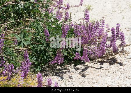 Lupine (Lupinus latifolius) Plantae Stockfoto