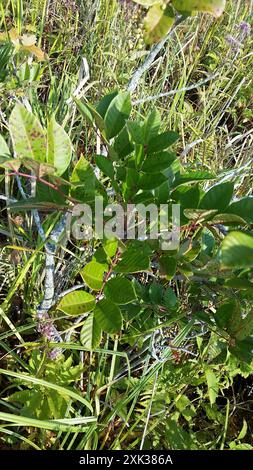 Poison Sumac (Toxicodendron vernix) Plantae Stockfoto