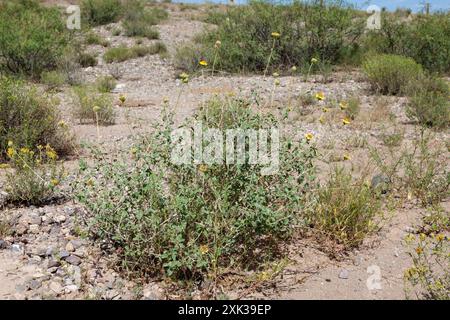 Virgin River Brittlebush (Encelia virginensis) Plantae Stockfoto