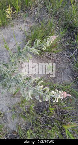 Leadplant (Amorpha canescens) Plantae Stockfoto