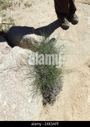 Schmalblättrige Stillingia (Stillingia linearifolia) Plantae Stockfoto