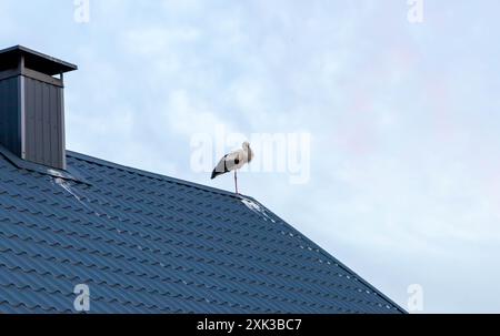 Weißstorch steht auf dem Dach eines alten Holzhauses im Dorf Cigoc, Kroatien Stockfoto