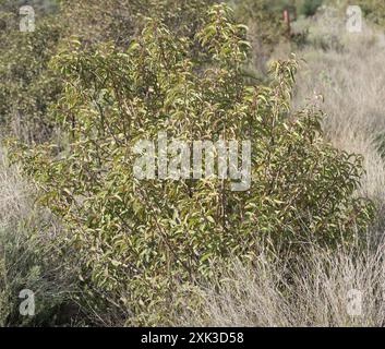 laurel Sumac (Malosma laurina) Plantae Stockfoto