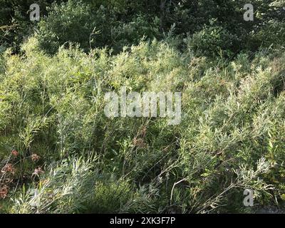 Innen Sandbalkenweide (Salix Interior) Plantae Stockfoto