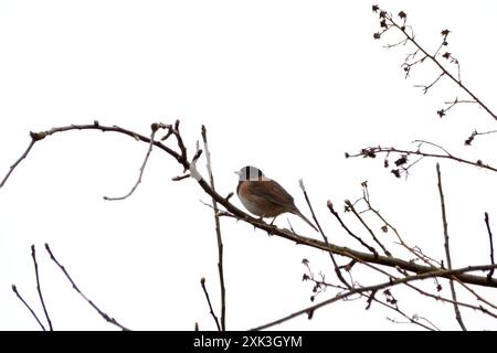 Ein dunkeläugiger Junco-Vogel sitzt auf einem Ast. Stockfoto