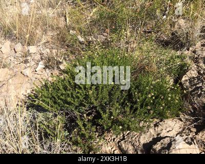 Damianita (Chrysactinia mexicana) Plantae Stockfoto