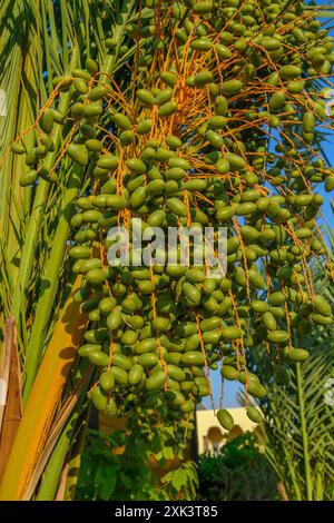 Grüne, unreife Datteln Fruchtgruppen auf Dattelpalme Nahaufnahme. Stockfoto