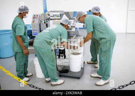 Mitarbeiter des Oekozentrum Santarem bei Copaiba Oel - Herstellung. Santarem, 19.07.2024. Fotografiert im Auftrag des Bundesentwicklungsministeriums Santarem Brasilien *** Mitarbeiter des Santarem Ecocenter bei Copaiba Oil Production Santarem, 19 07 2024 fotografiert im Auftrag des Bundesministeriums für wirtschaftliche Zusammenarbeit und Entwicklung Santarem Brasilien Copyright: xThomasxImoxBMZxphotothek.dex Stockfoto