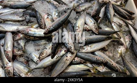 Frische Sardinenfische im Supermarkt. Konzept für frische Meeresfrüchte. Stockfoto