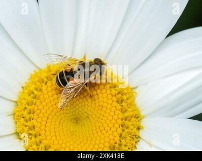 Eine europäische Drohnenfliege (Eristalis arbustorum), die mit gelbem Pollen auf einer gelb-weißen Gänseblümchenblume bestäubt ist Stockfoto