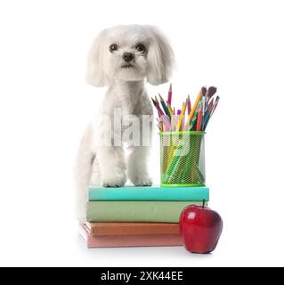 Netter maltesischer Hund mit Apfel und verschiedenen Schulpapieren auf weißem Hintergrund Stockfoto