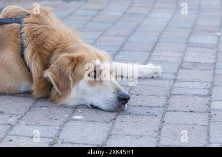 Rom, Italien. Juli 2024. Ein Hund im Stadtteil Casetta Mattei in Rom an einem heißen Sommertag (Credit Image: © Matteo Nardone/Pacific Press via ZUMA Press Wire) NUR ZUR REDAKTIONELLEN VERWENDUNG! Nicht für kommerzielle ZWECKE! Stockfoto