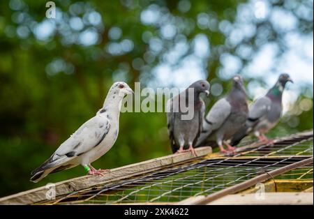 Eine Gruppe von Tauben auf einem Dach mit einem verschwommenen grünen Hintergrund Stockfoto