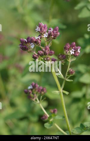 Bio-Oregano-Kräuterpflanze im Blumenbau im Freien Stockfoto