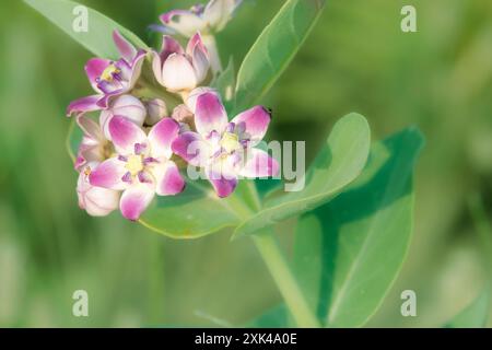 Detaillierte Makroaufnahme mit leuchtenden rosa und weißen Blüten mit üppig grünen Blättern in einer natürlichen Umgebung. (arabische Halbinsel, Akak-Werk ) Stockfoto