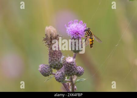 Die palarktische schwebfliege (Helophilus trivittatus) Stockfoto