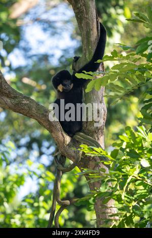 Südliches Gelbwangengibbon - Nomascus gabriellae, wunderschöner brauner Gibbon-Affe aus dem Vordach tropischer Wälder in Südostasien, Vietnam Stockfoto