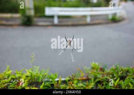 Natur - Blick auf eine große schwarz-gelb gestreifte mehrfarbige Spinne, die geduldig in ihrem Rundnetz in Nagoya Japan wartet Stockfoto