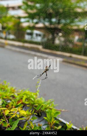 Natur - Blick unter dem Bauch auf die große schwarz-gelbe mehrfarbige Spinne, die geduldig in ihrem Rundnetz in Nagoya Japan wartet Stockfoto