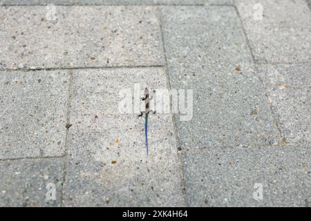 Kleine, fünfgesäumte Echse posiert auf Ziegelpflaster Stockfoto