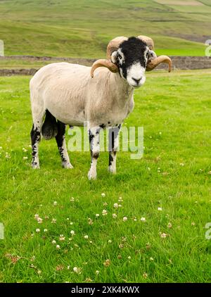 Nahaufnahme Porträt eines feinen Swaledale Widders im Sommer mit zwei lockigen Hörnern, die nach vorne auf einer üppig grünen Wiese zeigen. Diese Rasse stammt aus dem Swaledale Stockfoto