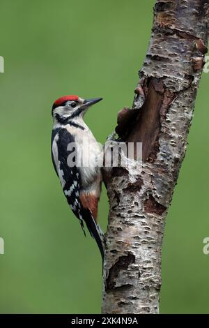 Großspecht (Dendrocopos Major) auf einem Silberbirkenstamm Stockfoto