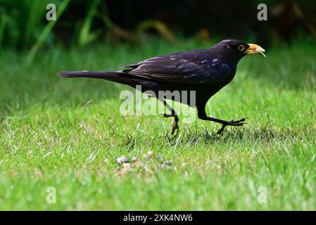 In Großbritannien – Blackbird auf der Flucht! Stockfoto