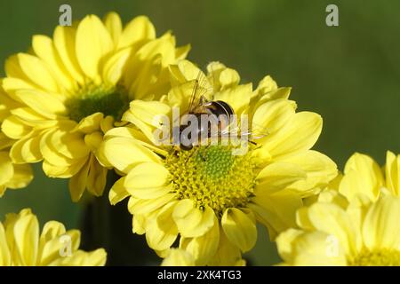 Gelbe Blüten von Chrysantheme, eine Sorte mit hoverfly, streifenblume, Eristalis nemorum. Dutch Garden, Juli, Niederlande. Stockfoto