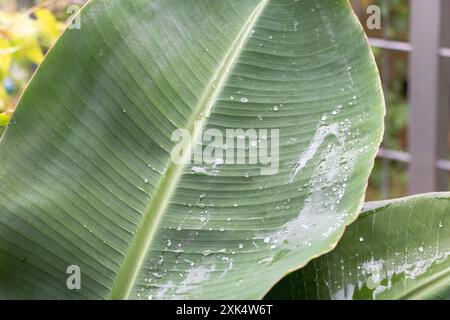 Nahaufnahme eines Bananenblattes mit Wassertröpfchen, das detaillierte Textur und natürliches Licht in einem Garten im Freien zeigt. Stockfoto