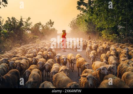 Eine einheimische Frau und eine große Schafherde kehren bei Sonnenuntergang in die Scheune zurück, nach einem Tag der Fütterung in den Bergen in der Provinz Ninh Thuan, Vietnam. Tr Stockfoto
