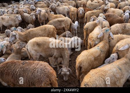 Schafherde in der Wüste in der Provinz Ninh Thuan, Vietnam. Reise- und Landwirtschaftskonzept Stockfoto