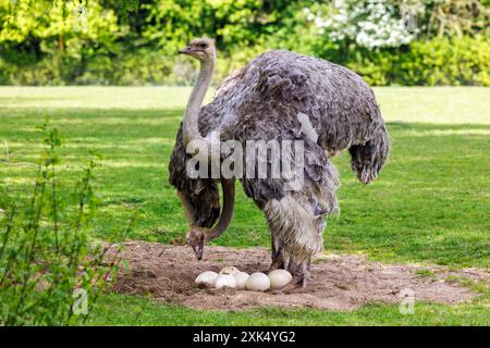 Ein Paar ausgewachsener weiblicher Straußweibchen, struthio camelus, beobachtet eine Gruppe Eier in einem Sandnest. Stockfoto