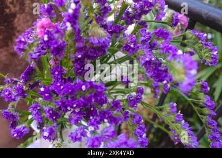 Limonium blühende violette, weiße und rosa Blüten im Hausgarten Stockfoto