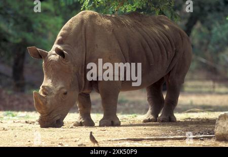 Ein Nashorn im Mysore Zoo in der Stadt Mysore in der Provinz Karnataka in Indien. Indien, Mysore, März 1998 Stockfoto