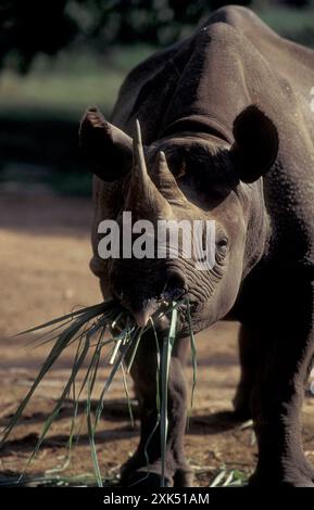 Ein Nashorn im Mysore Zoo in der Stadt Mysore in der Provinz Karnataka in Indien. Indien, Mysore, März 1998 Stockfoto