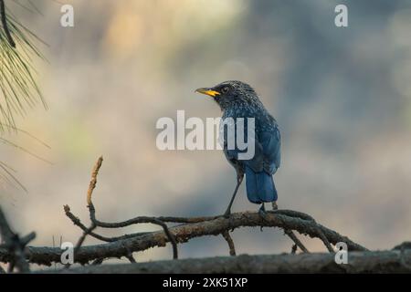 Blaue Pfeifdrossel (Myophonus caeruleus) in Binsar in Uttarakhand, Indien Stockfoto