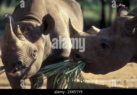 Ein Nashorn im Mysore Zoo in der Stadt Mysore in der Provinz Karnataka in Indien. Indien, Mysore, März 1998 Stockfoto