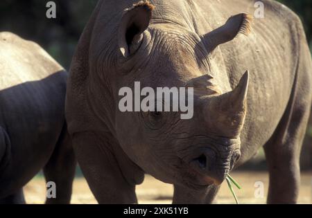 Ein Nashorn im Mysore Zoo in der Stadt Mysore in der Provinz Karnataka in Indien. Indien, Mysore, März 1998 Stockfoto