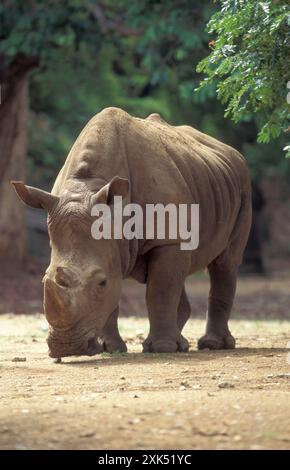 Ein Nashorn im Mysore Zoo in der Stadt Mysore in der Provinz Karnataka in Indien. Indien, Mysore, März 1998 Stockfoto