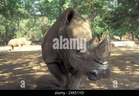 Ein Nashorn im Mysore Zoo in der Stadt Mysore in der Provinz Karnataka in Indien. Indien, Mysore, März 1998 Stockfoto