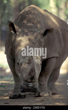 Ein Nashorn im Mysore Zoo in der Stadt Mysore in der Provinz Karnataka in Indien. Indien, Mysore, März 1998 Stockfoto