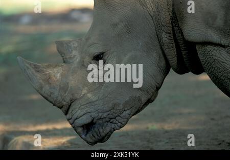 Ein Nashorn im Mysore Zoo in der Stadt Mysore in der Provinz Karnataka in Indien. Indien, Mysore, März 1998 Stockfoto