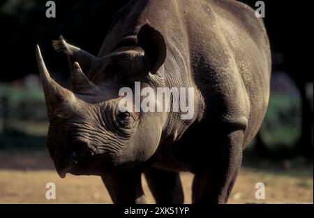 Ein Nashorn im Mysore Zoo in der Stadt Mysore in der Provinz Karnataka in Indien. Indien, Mysore, März 1998 Stockfoto