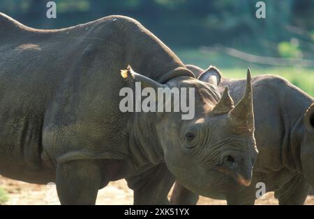 Ein Nashorn im Mysore Zoo in der Stadt Mysore in der Provinz Karnataka in Indien. Indien, Mysore, März 1998 Stockfoto