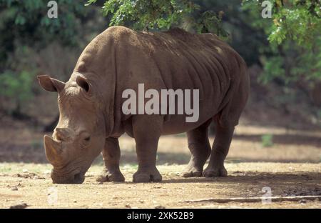 Ein Nashorn im Mysore Zoo in der Stadt Mysore in der Provinz Karnataka in Indien. Indien, Mysore, März 1998 Stockfoto