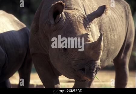 Ein Nashorn im Mysore Zoo in der Stadt Mysore in der Provinz Karnataka in Indien. Indien, Mysore, März 1998 Stockfoto