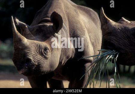 Ein Nashorn im Mysore Zoo in der Stadt Mysore in der Provinz Karnataka in Indien. Indien, Mysore, März 1998 Stockfoto