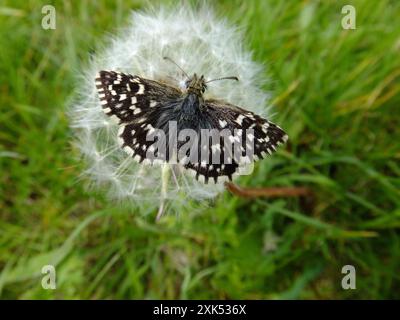 Grizzled Skipper, "Schmetterling" malvae, Schmetterling auf Chalk downland, Wiltshire, Großbritannien Stockfoto