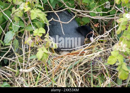 Brütende Eurasische Kuhne (Fulica atra) im Nest Stockfoto
