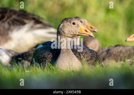 Erwachsene Graugans (Anser anser), die auf einer Wiese ruhen Stockfoto